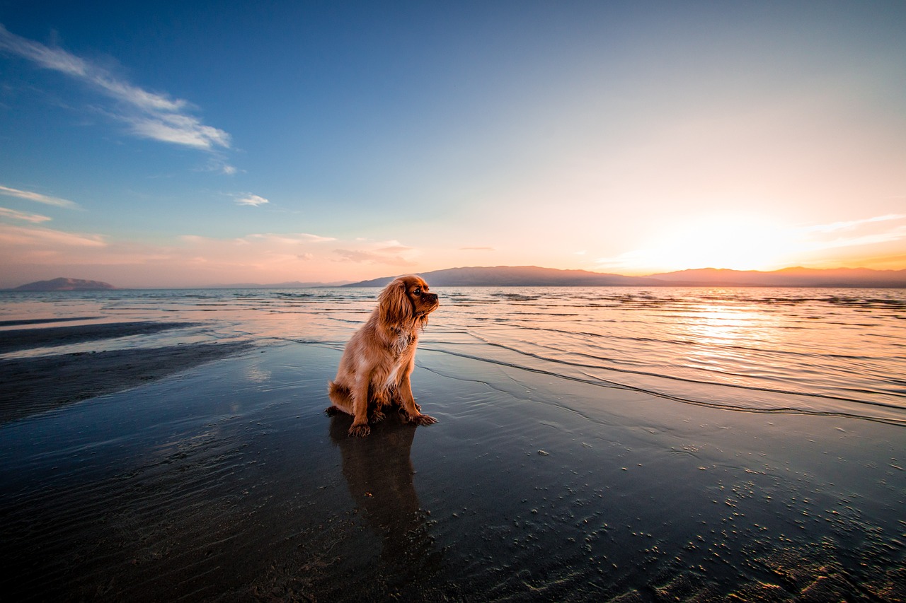 Dog-friendly beaches in Nova Scotia